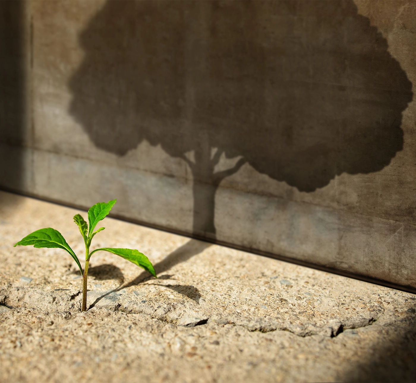Start, Think Big, Growth Mindset, Recovery and Challenge in Life or Business Concept.Economic Crisis Symbol.New Green Sprout Plant Growth in Cracked Concrete and Shading a Big Tree Shadow on the Wall
