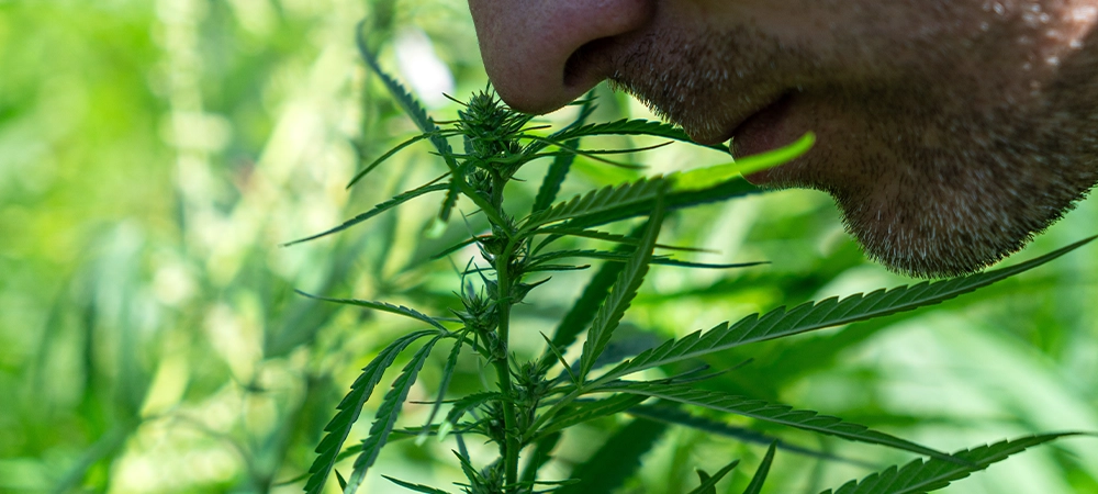 close up of young young man face smelling sniffing a cannabis hemp leaf, macro view. the guy sniffs cannabis seeds, checks the freshness and quality of marijuana. The concept of drug addiction.