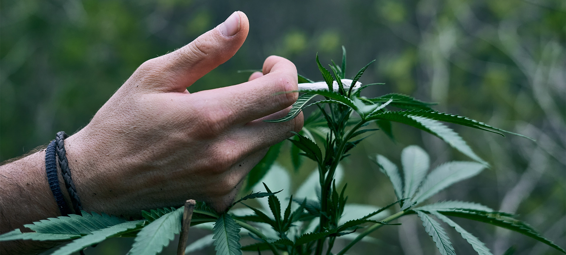 Rolled marijuana joint on a large cannabis plant held by a person's right hand
